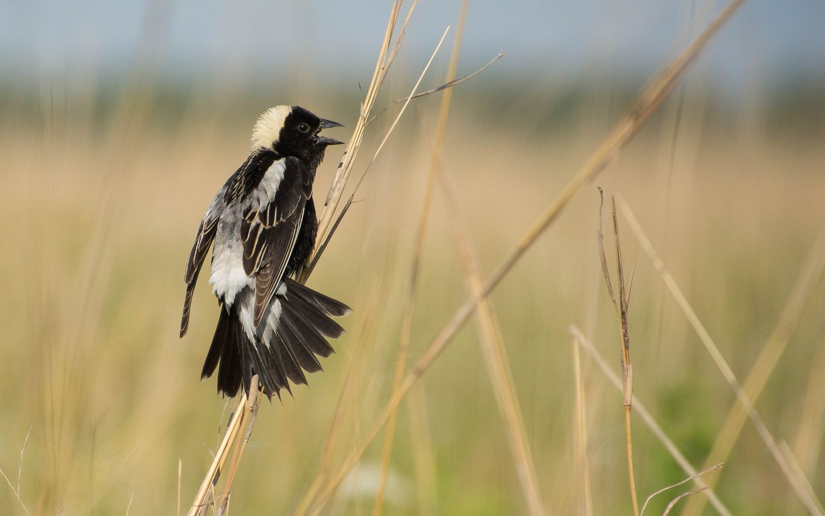 A black bird with a white crown and back perches on a tall grass frond.