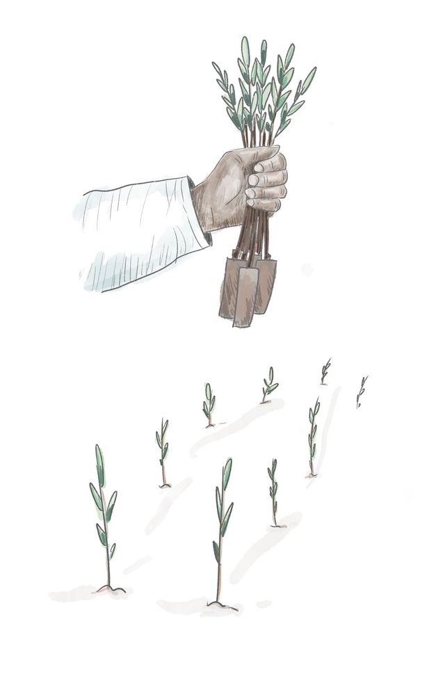 Illustration of a hand holding a bundle of mangrove seedlings.