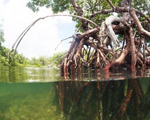Close up view of mangrove roots.