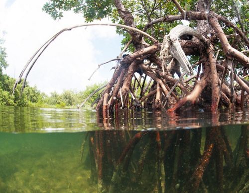 Close up view of mangrove roots.