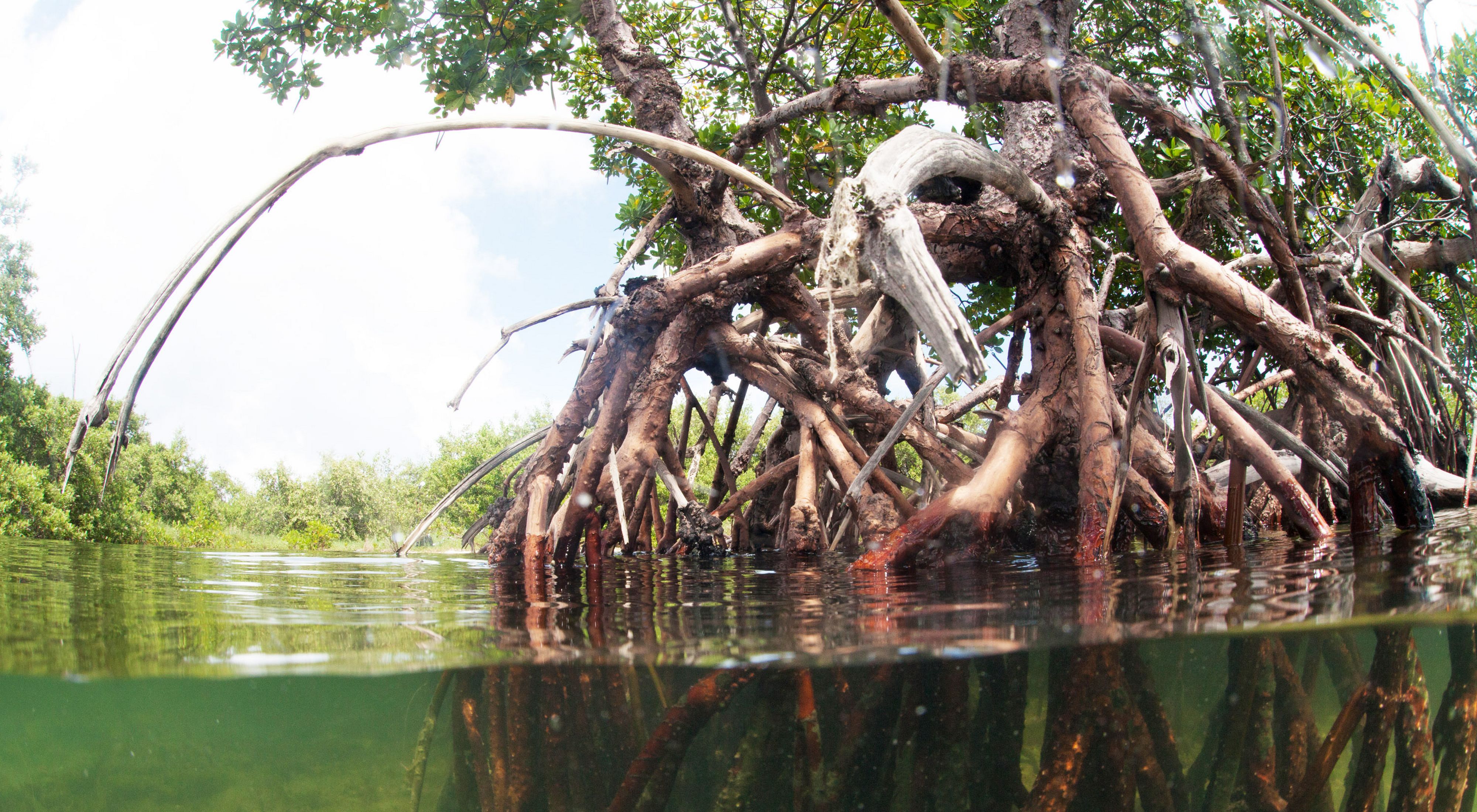 State of the World's Mangroves