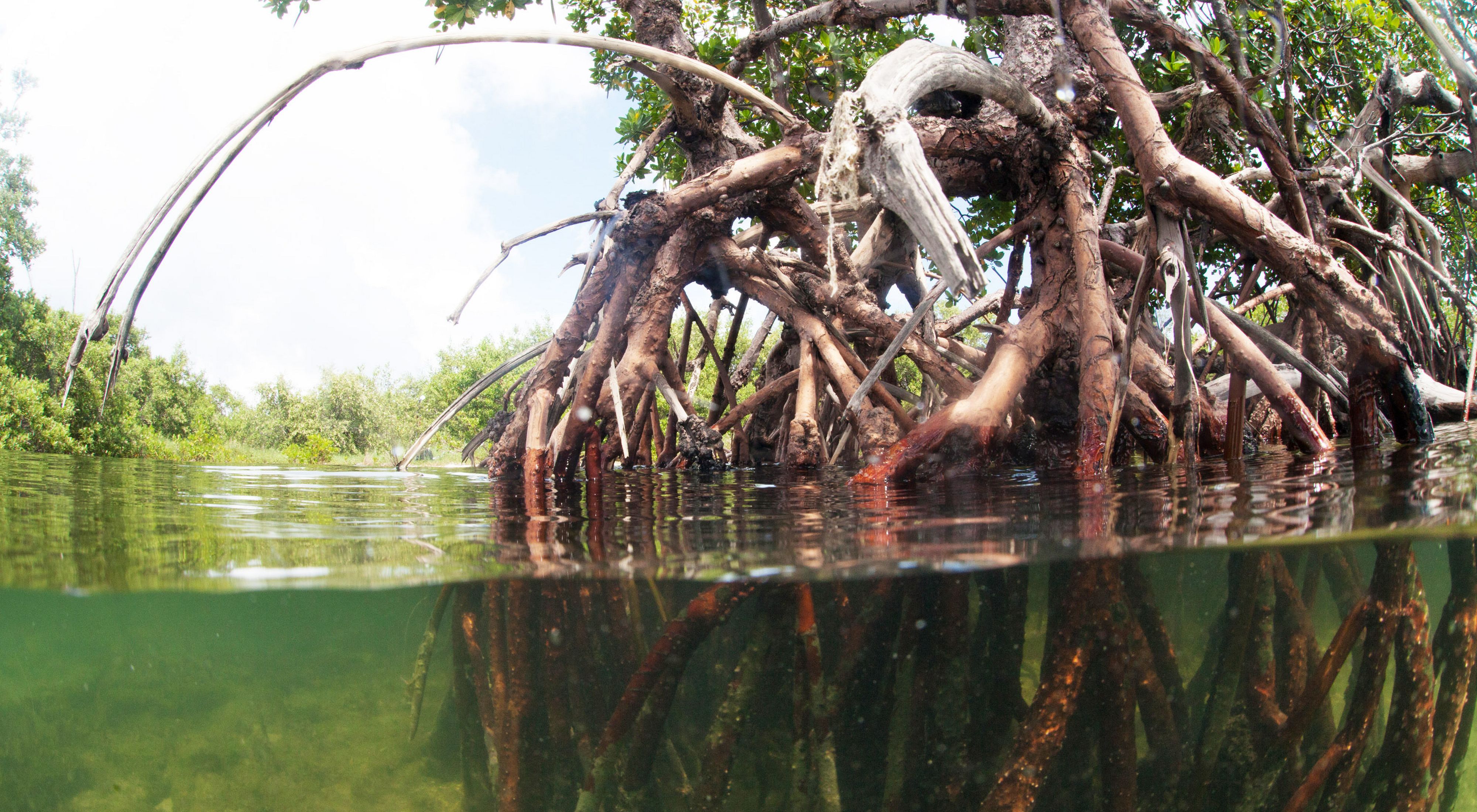 Split view of underwater and above water showing mangrove plants and roots.
