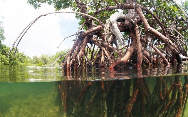 Mature mangroves take root along the shoreline, offering coastal protection and important habitat. 