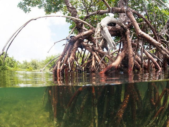 Underwater mangrove roots.