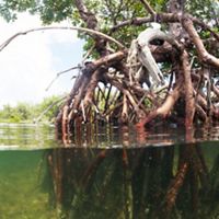 A split view of mangroves, showing both the roots below the water surface and the rest of the tree above.