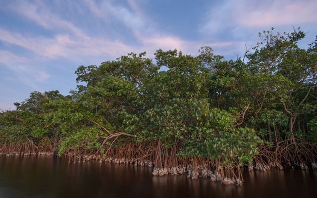 A forest of mangroves along a water body's edge.
