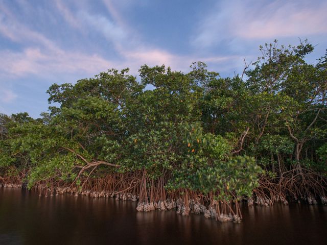 A forest of mangroves along a water body's edge.