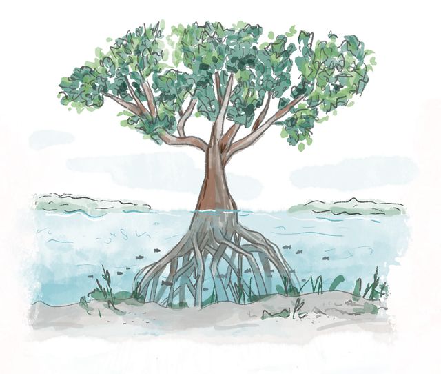 Illustration of a mangrove tree with its roots fully submerged underwater.