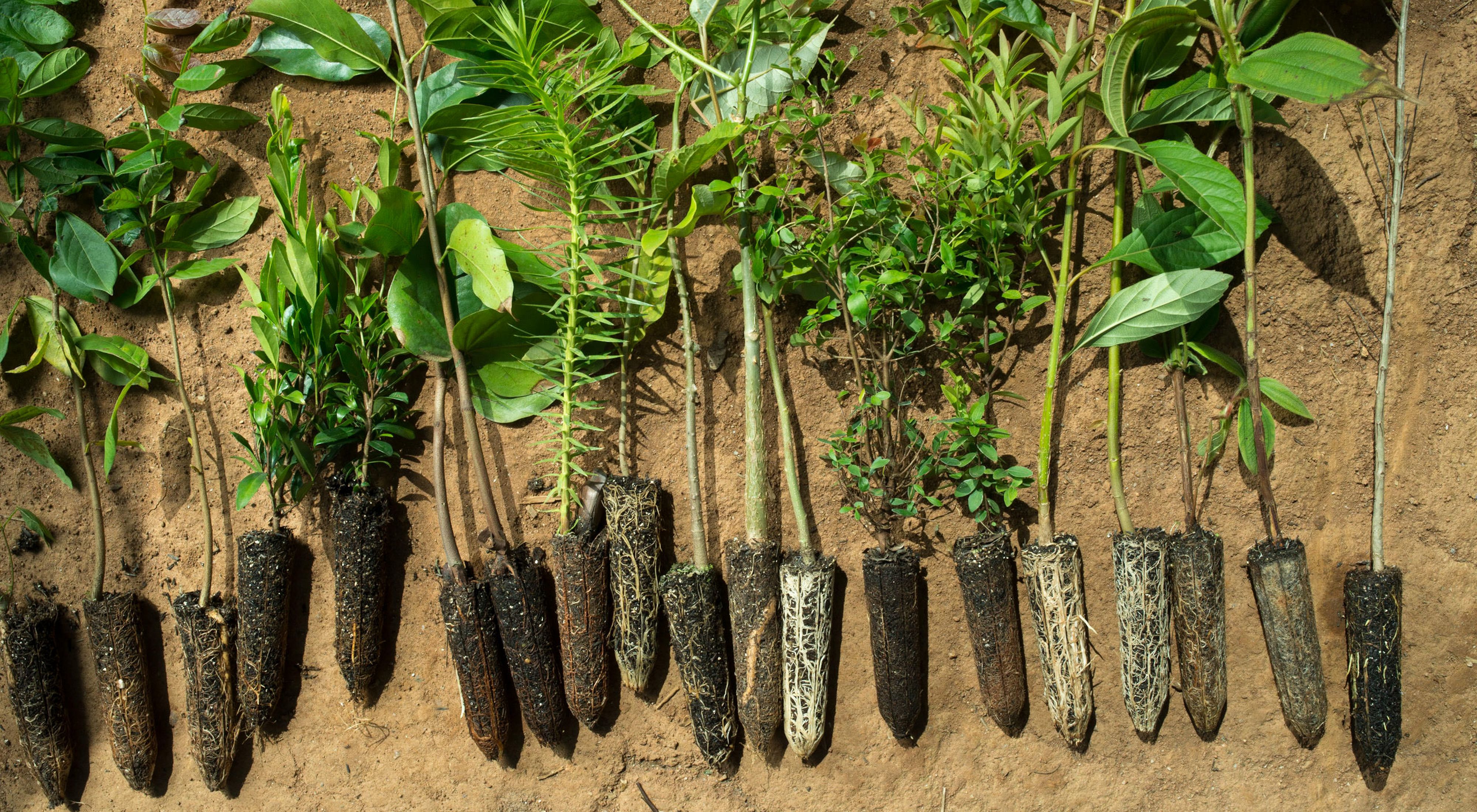 A collection of native tree saplings.