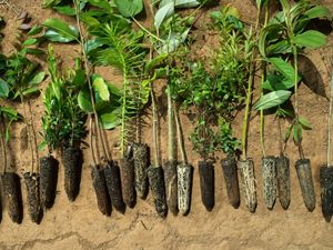 Native tree saplings are prepared for planting in the Mantiqueria range of Brazil’s Atlantic Forest.