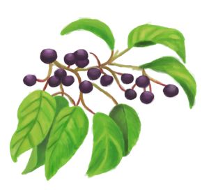 Plant with purple berries.
