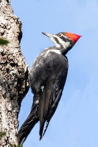 Pileated woodpecker.