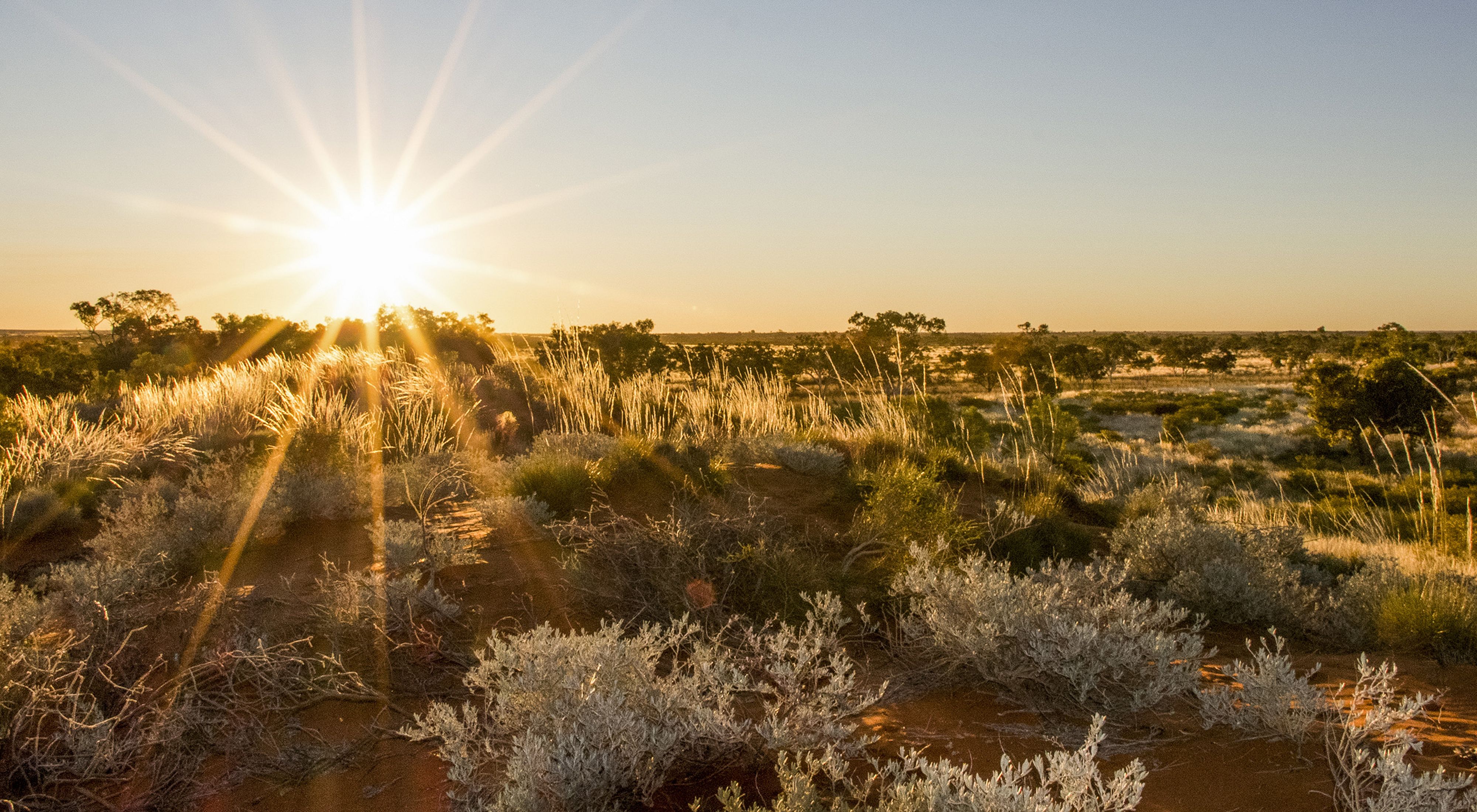The sun sets over the sand dunes and shrubs of Martu country, Western Australia.