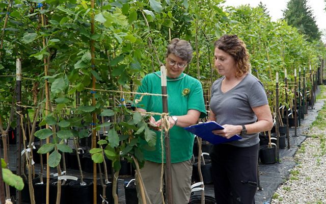 Mary Mason and Dr. Jennifer Koch, researchers with the USDA Forest Service, check ash trees that are being bred for resistance to emerald ash borer.