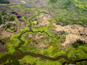 Aerial view of the wetlands in Maryland's Fishing Bay Wildlife Management Area.

