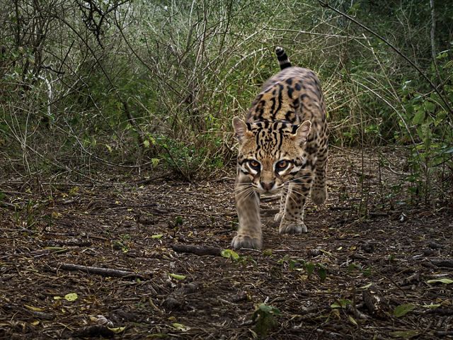 An adult ocelot with big, golden eyes walks straight toward the camera through leaves and brush.