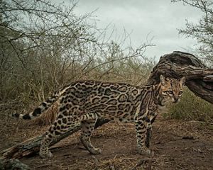 Closeup of an ocelot standing beside a large fallen branch and looking at the camera, surrounded by dense brush.