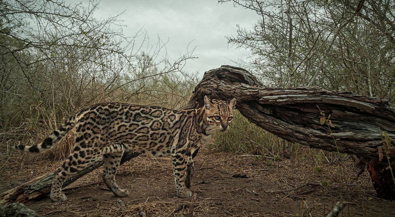 Closeup of an ocelot standing beside a large fallen branch and looking at the camera, surrounded by dense brush.
