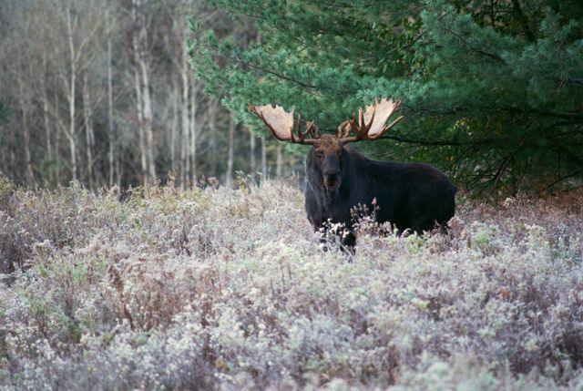 A large male moose stands in a forest and looks at the camera.