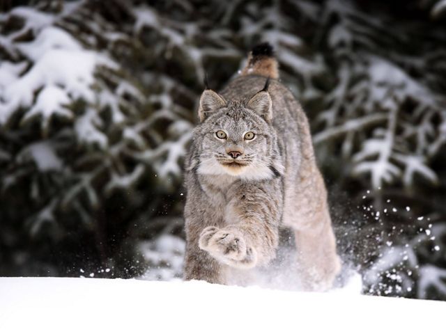  Canada lynx running across the snow.