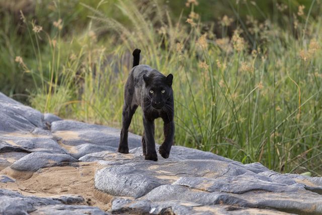 "Melanism in leopards is extremely rare, but currently there are a handful of known melanistic (breathtaking!) leopards roaming central-northern Kenya."