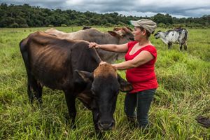 a woman in a red shirt stands with her cows in a field