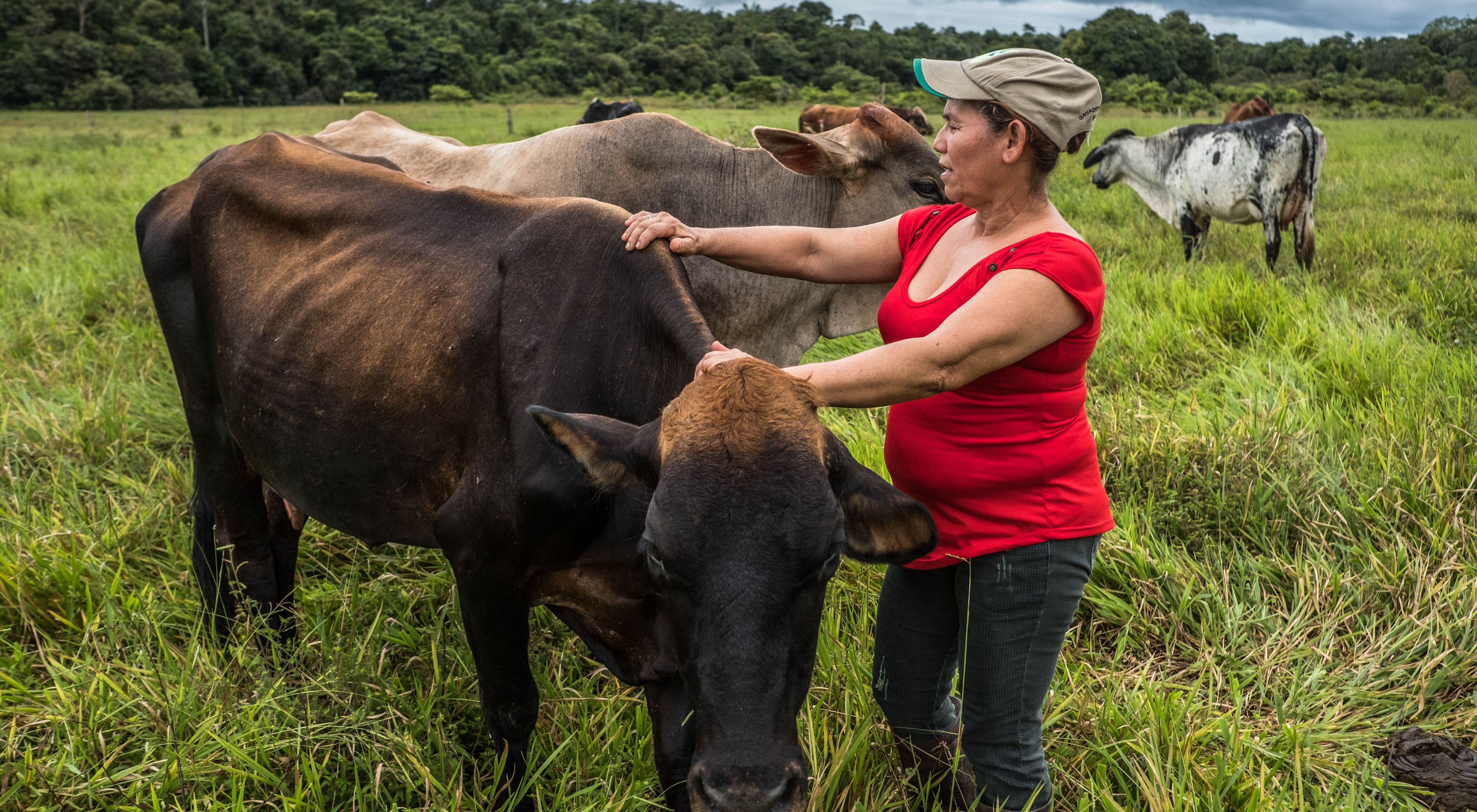 Mercedes Murillo attends to her cows on her farm, San Martin, Meta, Colombia where 16 acres of her land are designated for pastures.  