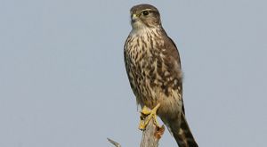 Merlin perched on branch. 