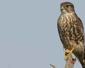 merlin