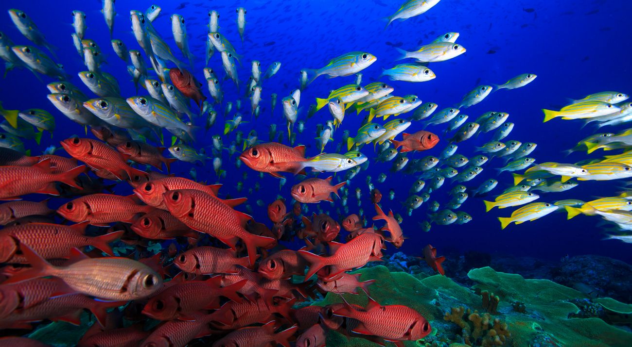 Colorful fish on a healthy reef with bright blue ocean water in the background.