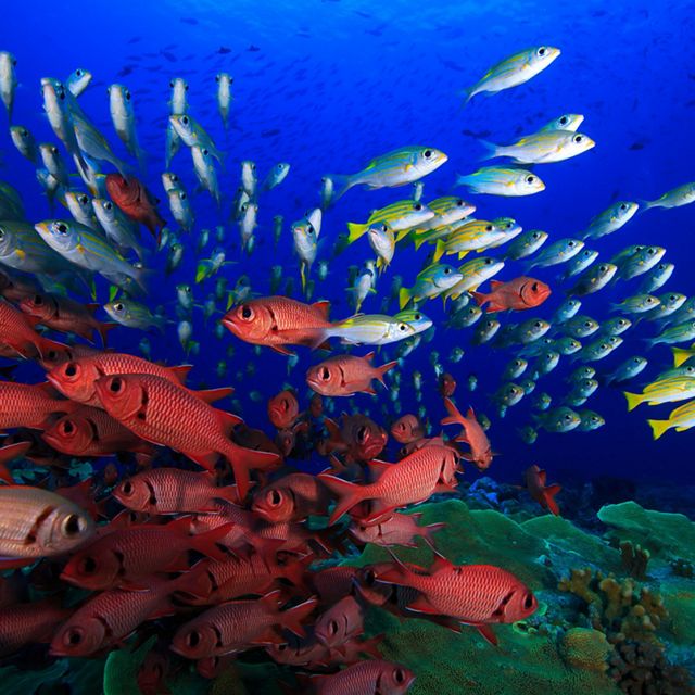 Colorful fish on a healthy reef.