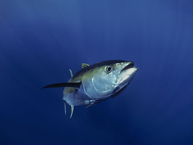 An up close photo of a large tuna fish underwater.