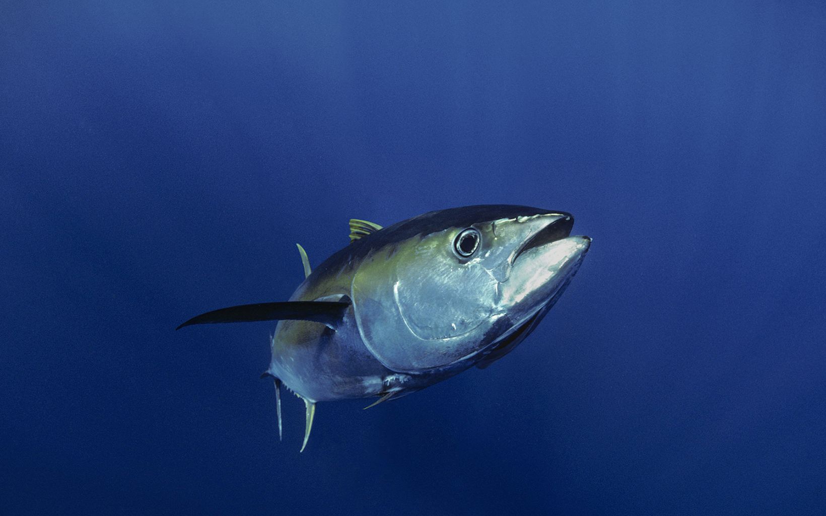 Tuna swimming towards the camera