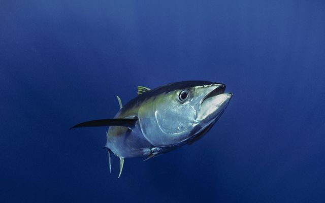 Imagem de um peixe no fundo do mar.