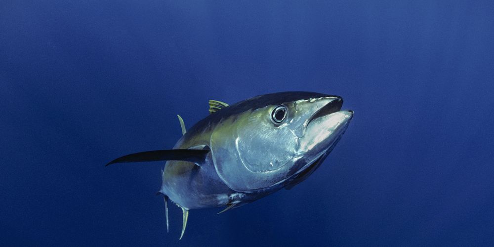 A large tuna swims in blue water.