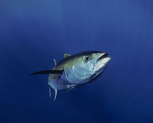 Tuna fish swimming in water.