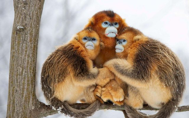 three monkeys huddle together on a snowy tree branch