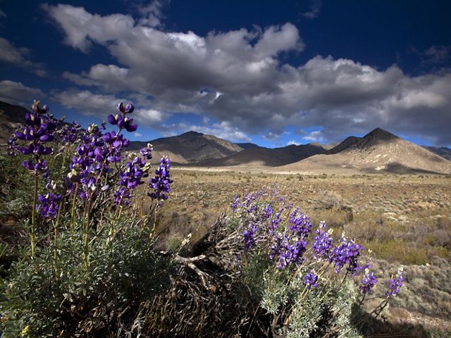 Un acercamiento a la salvia en flor con el telón de fondo del desierto y las montañas de Tehachapi.