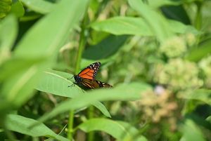 A monarch butterfly is perched on top of a plant with long and brightly colored green leaves.