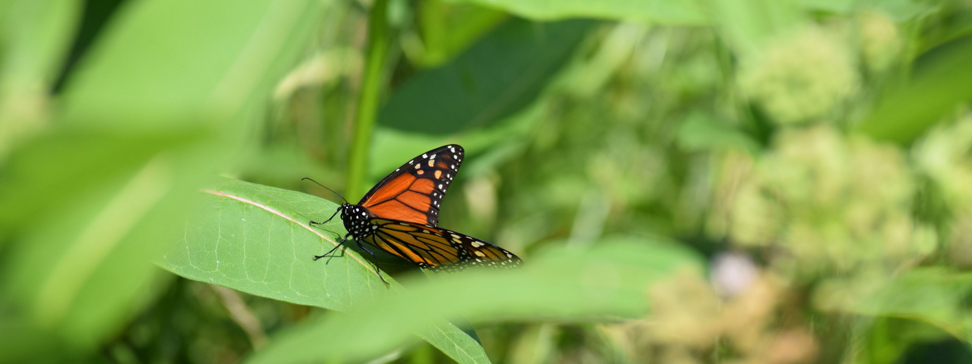 A monarch butterfly is perched on top of a plant with long and brightly colored green leaves.