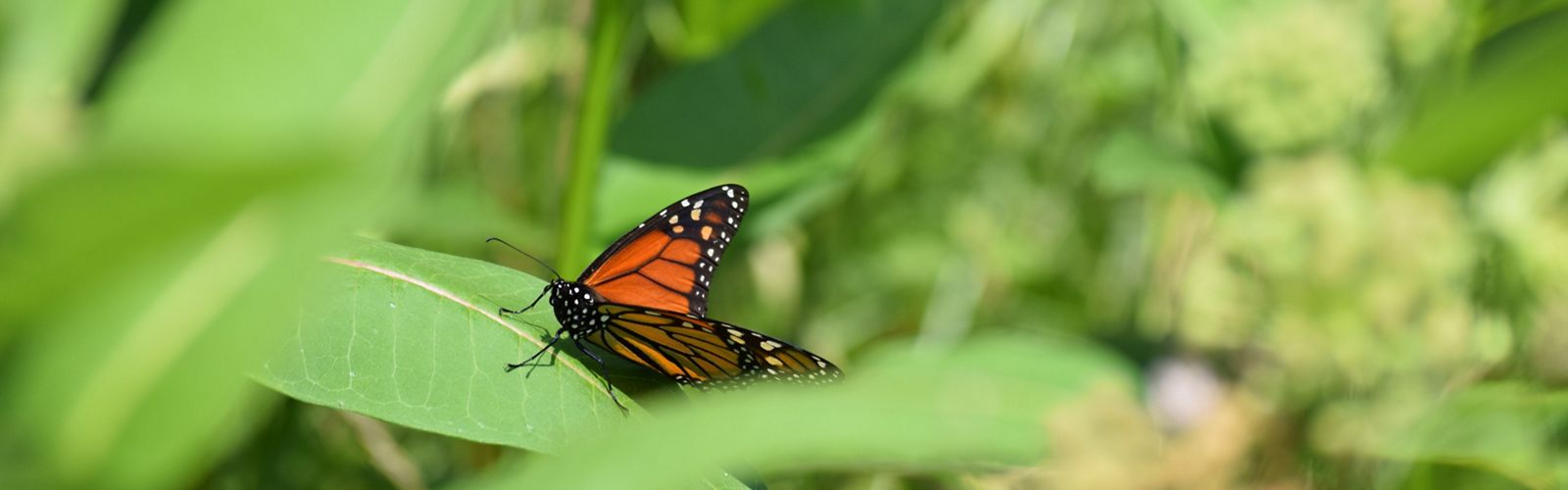An orange and black monarch butterfly sitting on a green leaf, surrounded by greenery.