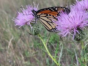 Monarch butterfly collects pollen from purple thistle plants.