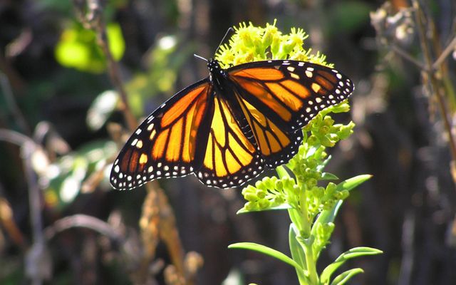 A black and orange monarch butterfly sitting on a flower. 