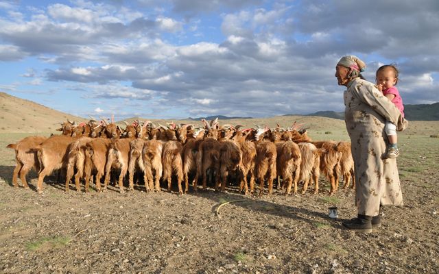 Mongolia Herder