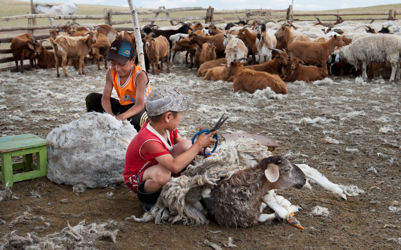 Two boys are clipping wool from sheep at their family farm in Mongolia.