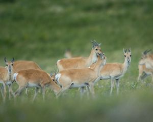 Mongolian Gazelle