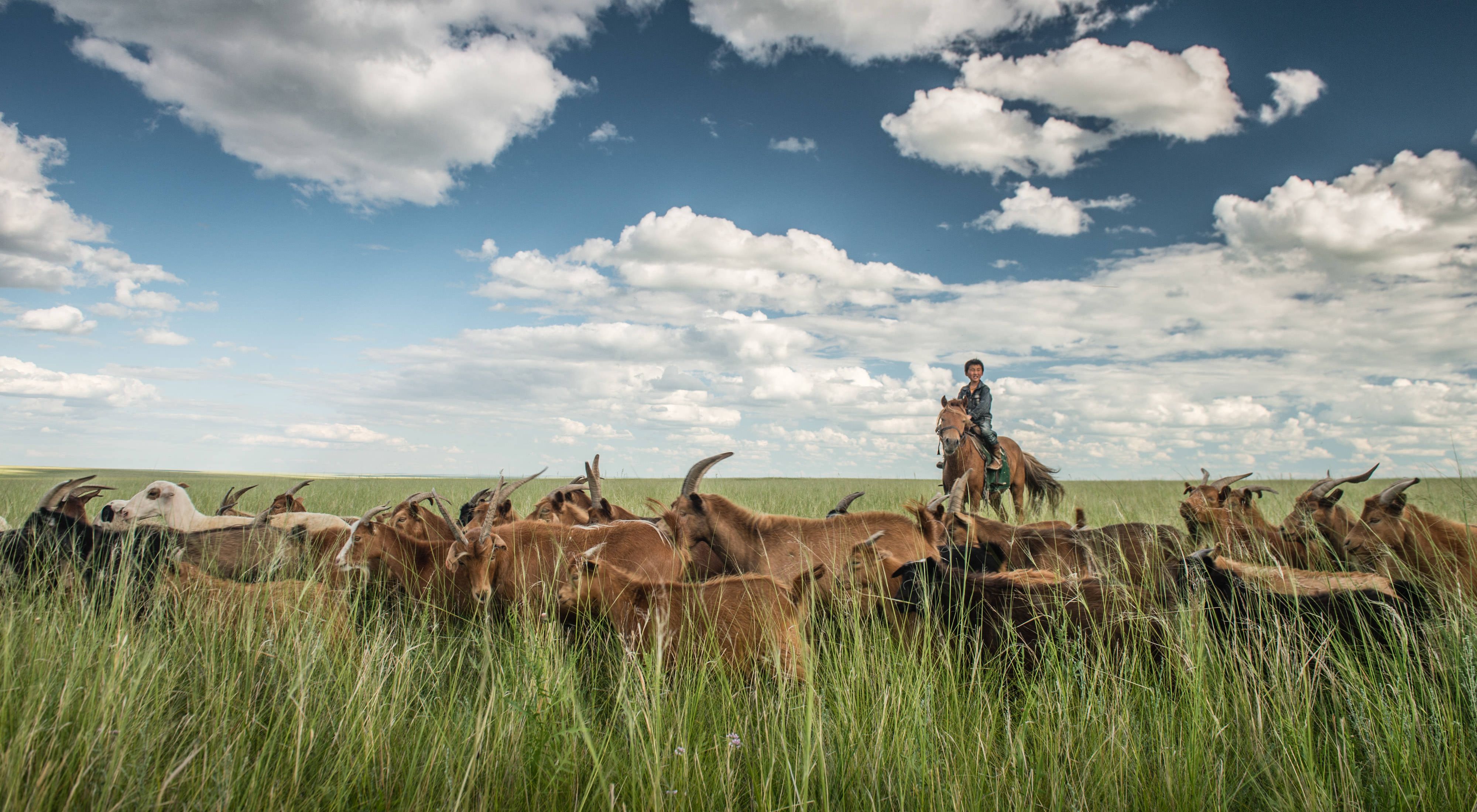 on horseback minds his family's herd of goats in the grassland steppe of eastern Mongolia's Toson Hulstai Nature Reserve.