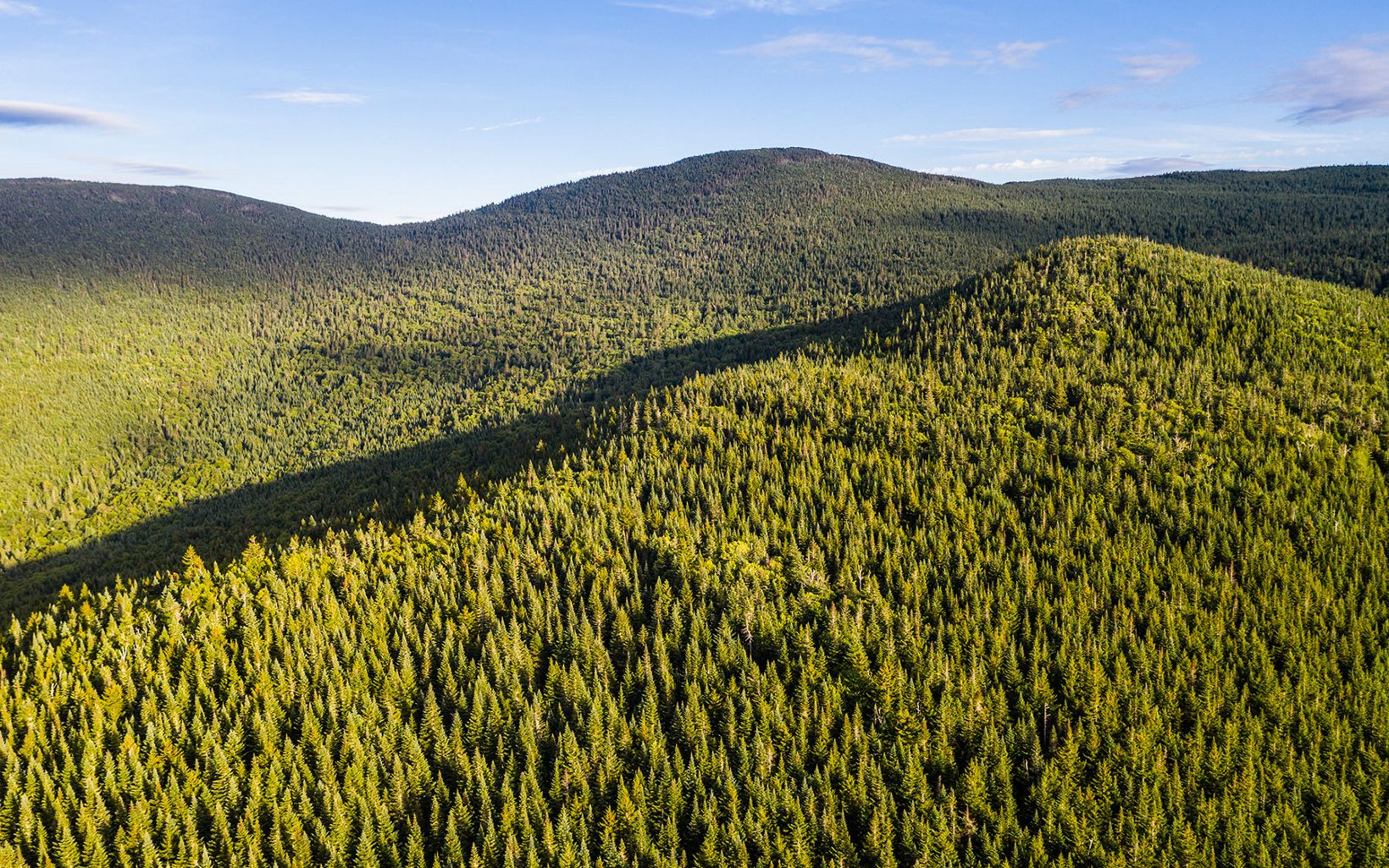 An aerial view shows an expanse of evergreen trees covering a large mountain.