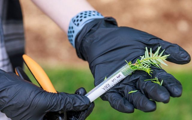 Gloved hands hold a sample of Eastern hemlock being placed in a vial for genetic analysis. 