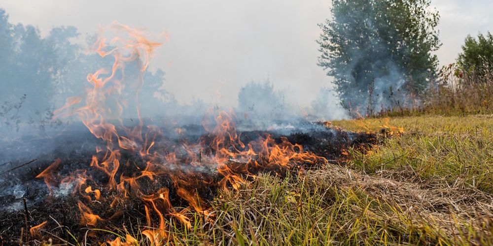Closeup of grass burning during a prescribed fire.
